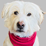 EDV-Hund